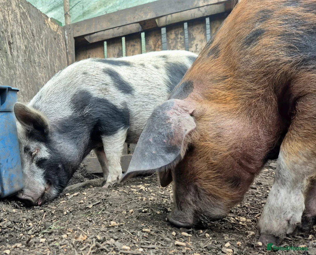 Pig livestock for sale: Pet Pigs - Advert 1