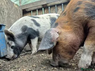 Pig livestock Pet Pigs - Advert 1