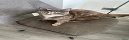 Mixed Breed cats for sale: Two beautiful kittens for sale - Advert 1