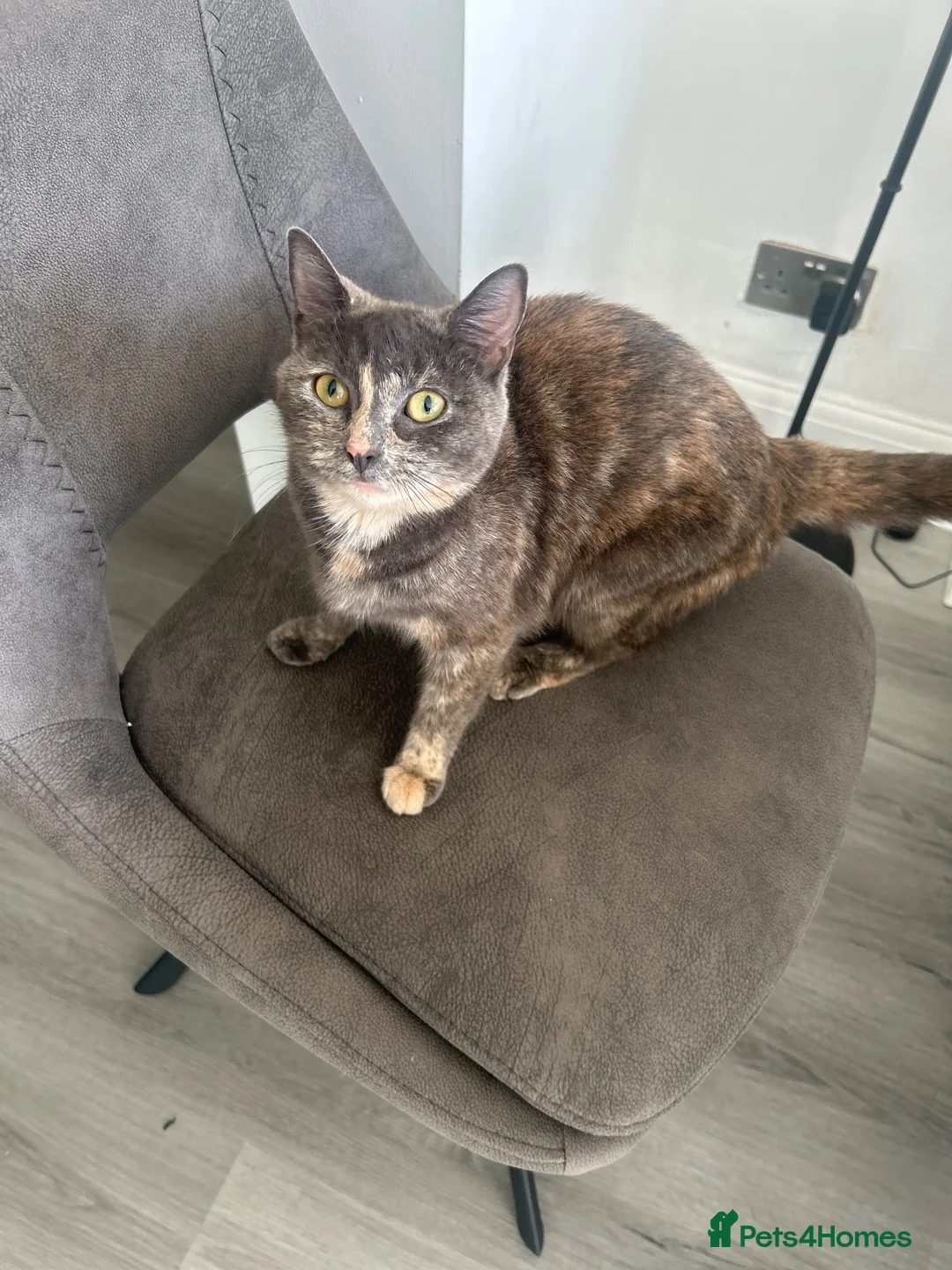 Mixed Breed cats for sale: Two beautiful kittens for sale - Advert 1