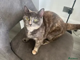 Mixed Breed cats Two beautiful kittens for sale - Advert 1