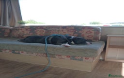 Mixed Breed dogs for stud: Blue staff 💙  - Image 4