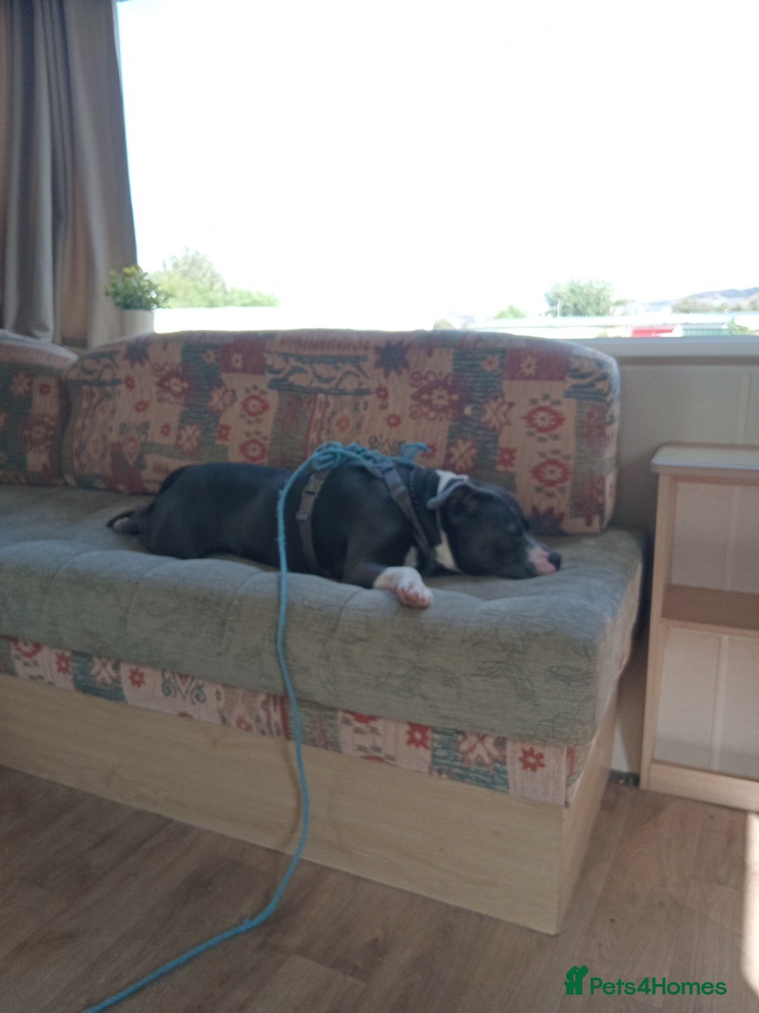 Mixed Breed dogs for stud: Blue staff 💙  - Image 4