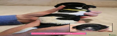 English Springer Spaniel 7