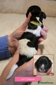 English Springer Spaniel 7