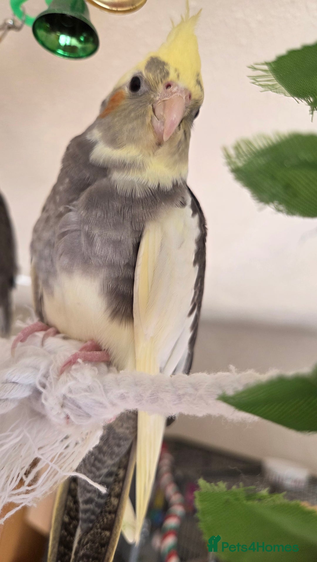 Cockatiels birds for sale: Fully weaned hand tame male baby cockatiel  - Image 4