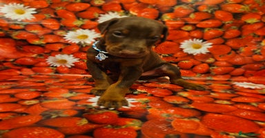 Dobermann dogs - Advert 5