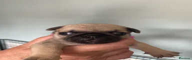Pug 3