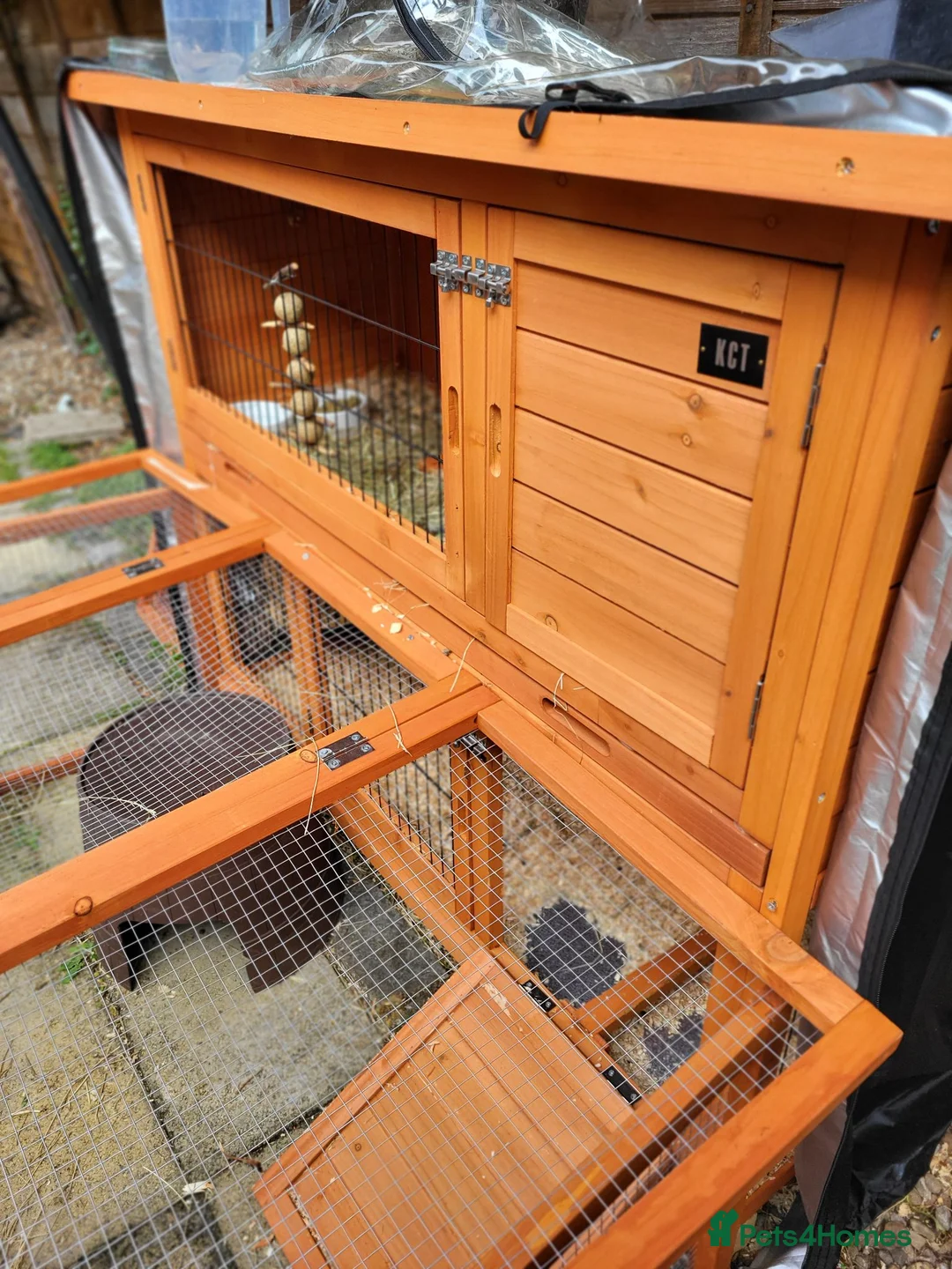 Netherland Dwarf rabbits for sale: Beautiful dwarf rabbit  - Advert 6