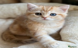 British Shorthair cats for sale: GCCF reg BSH Chocolate and Black Golden Kittens in London - Image 38