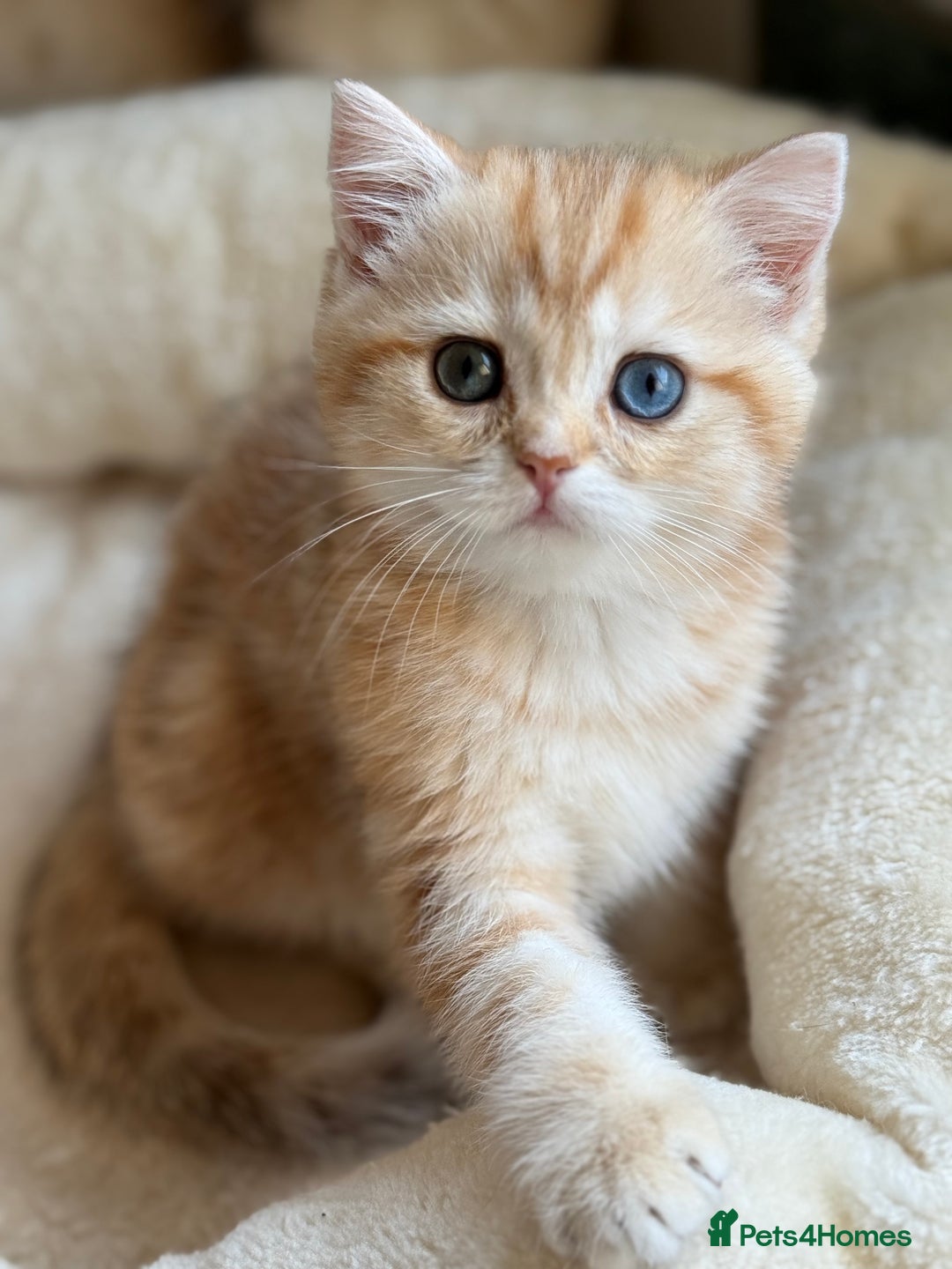 British Shorthair cats for sale: GCCF reg BSH Chocolate and Black Golden Kittens in London - Image 38