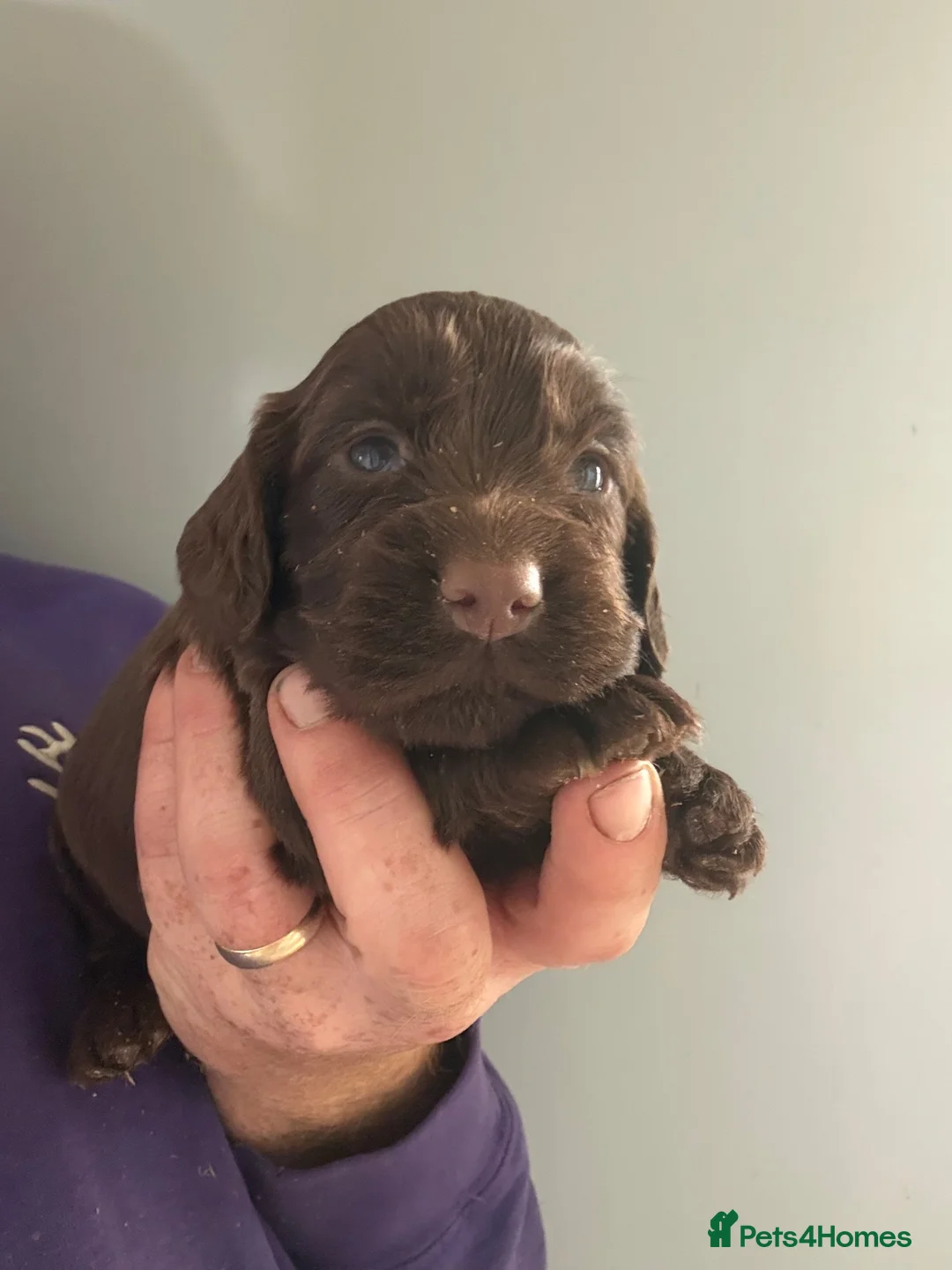 Cocker Spaniel dogs for sale: Stunning Cocker Spaniel Pups - Advert 8