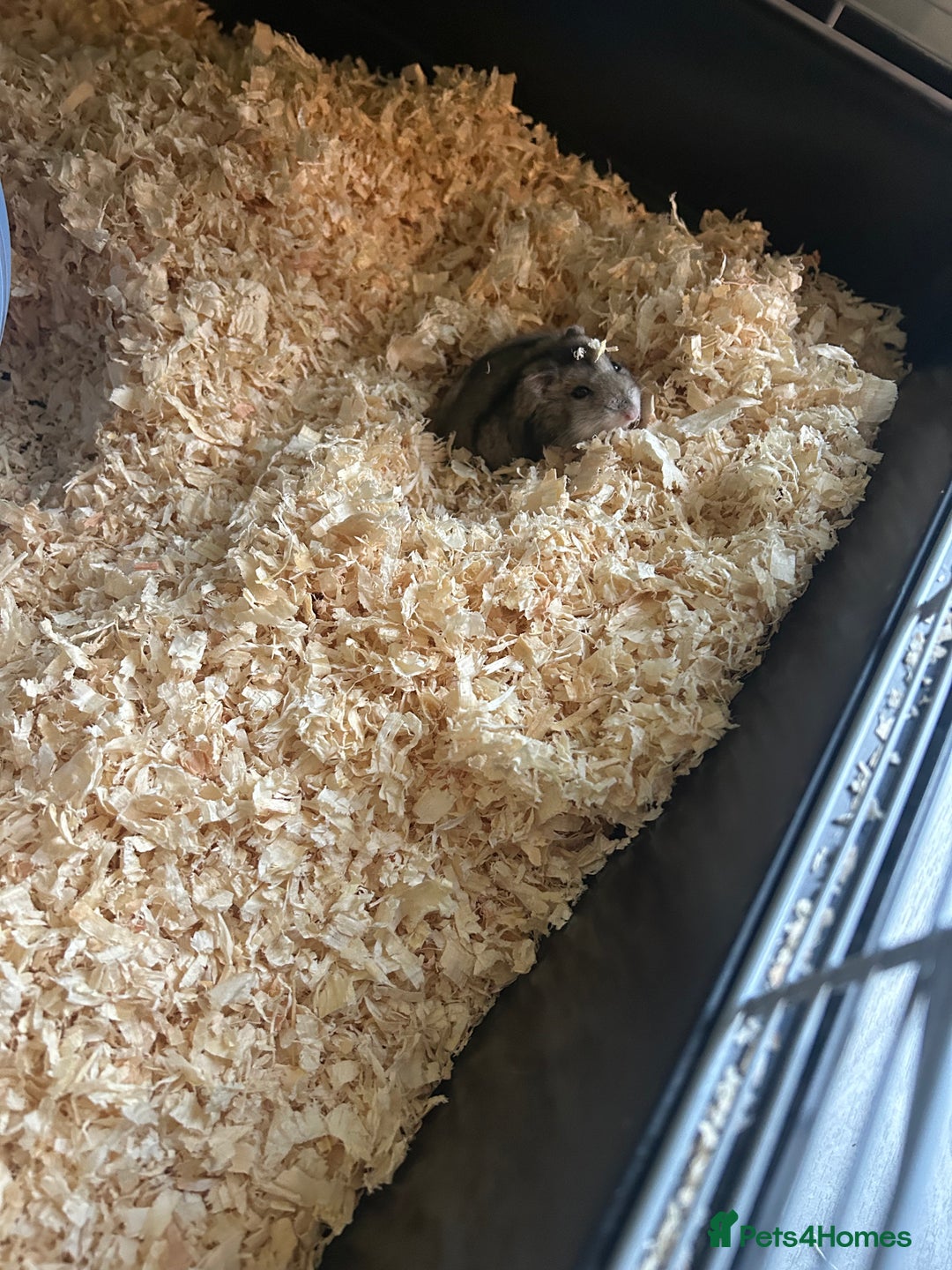 Hamster rodents for sale: Russian dwarf hamster and cage - Advert 6