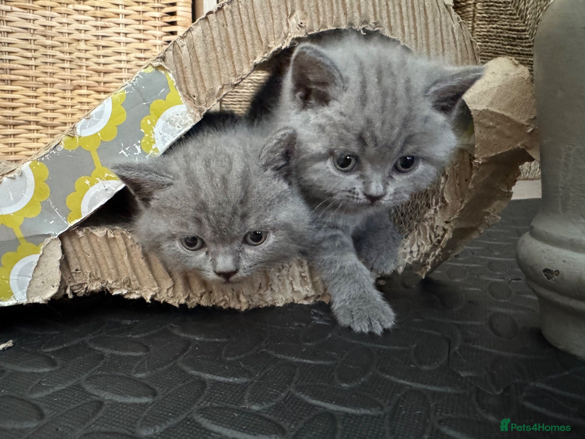 British Shorthair cats GCCF BSH Blue Kittens – Available to View - Advert 2