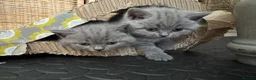 British Shorthair cats for sale: *READY NOW* Beautiful BSH Blue Boy – GCCF Reg - Advert 6