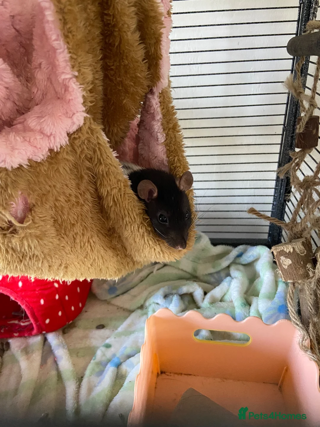 Rat rodents for sale: 4 Friendly Female Rats + Large Full Setup 🐀❤️ in Nuneaton - Advert 6