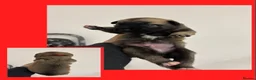 Belgian Shepherd Dog dogs for sale: Belgian Malinois pups  in Wigan - Advert 4