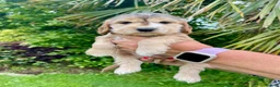 Cocker Spaniel dogs for sale: ***BEAUTIFUL KC REG SHOW COCKER SPANIEL PUPS*** in Liskeard - Advert 5