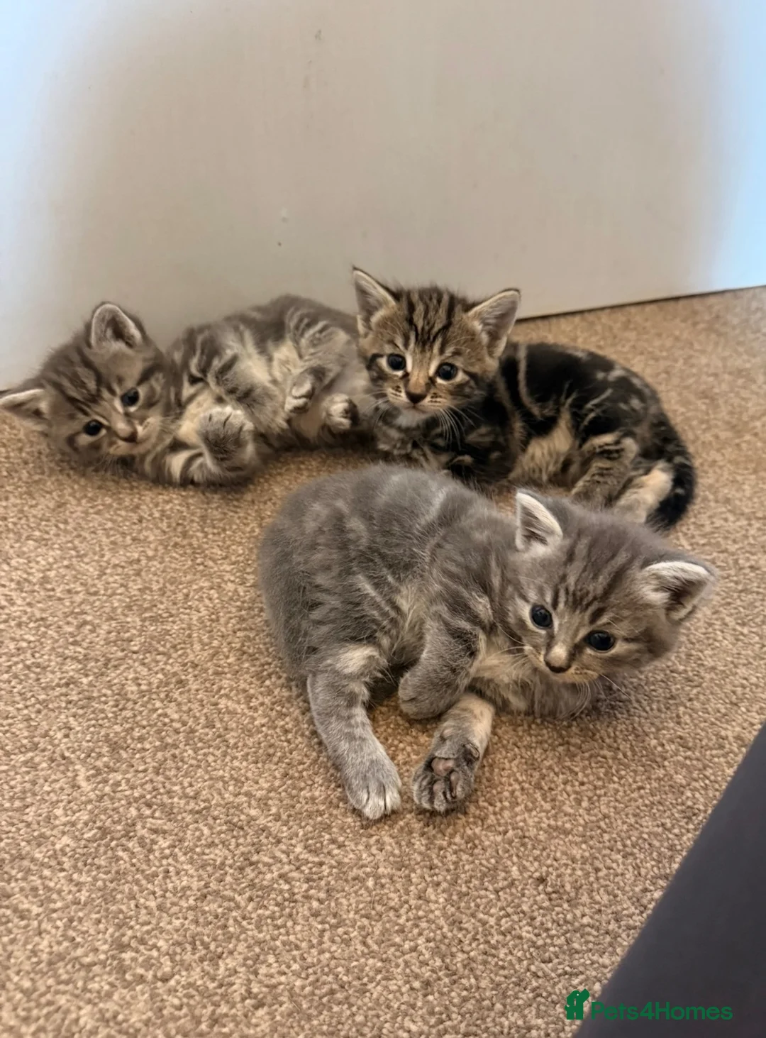 Mixed Breed cats for sale: Beautiful grey tabby kittens  - Advert 2