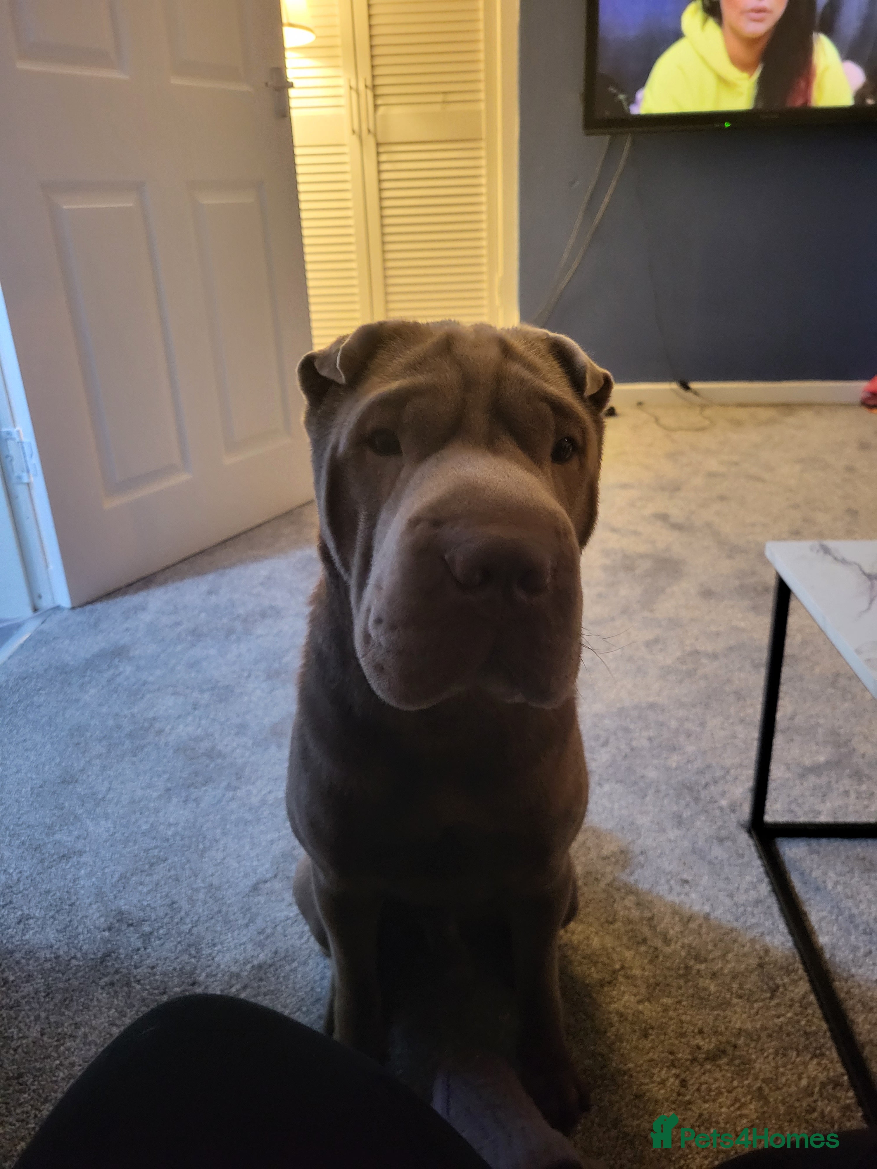 Shar Pei dogs for stud: kc lilac/fawn dilute - Advert 3