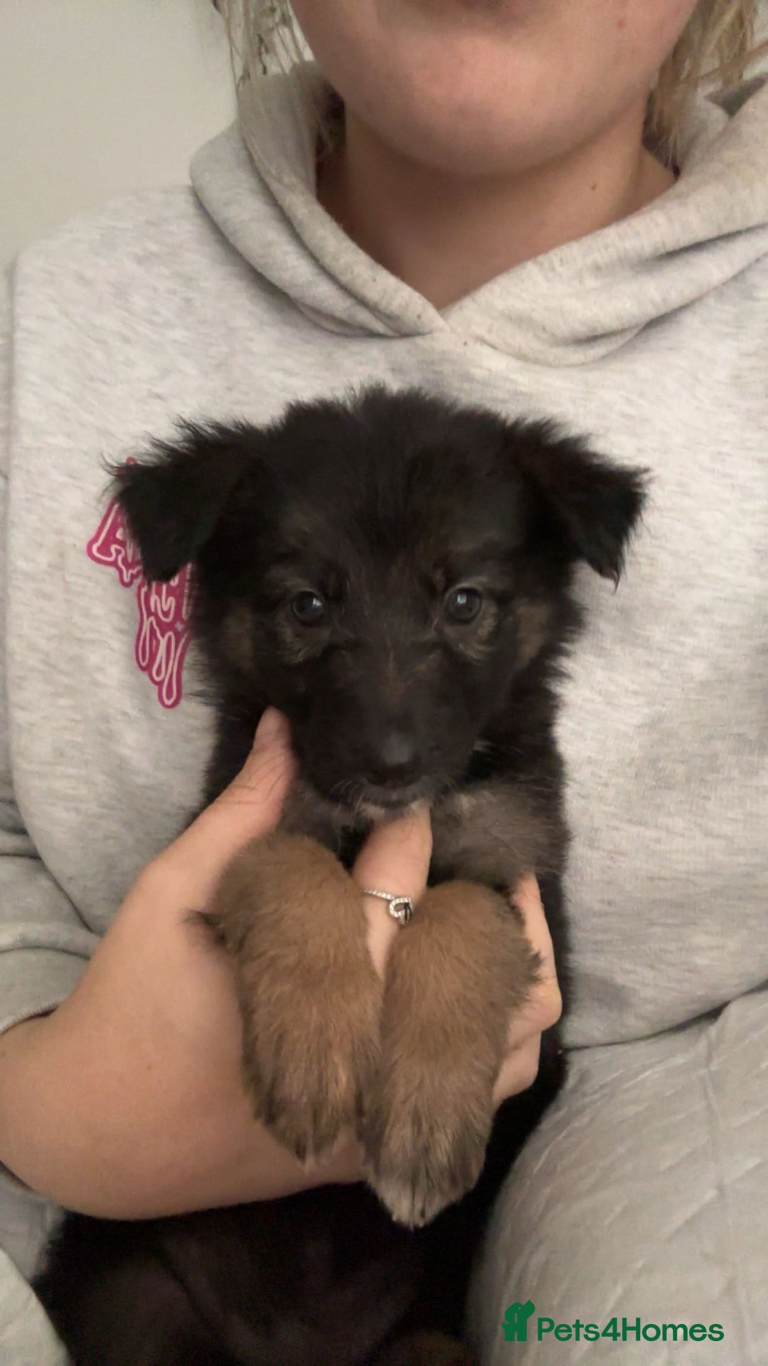 Mixed Breed dogs for sale: German shepherd x border collie puppies  - Image 15