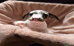 Dachshund dogs for sale: KC Registered Shorthaired dachshunds  - Image 14