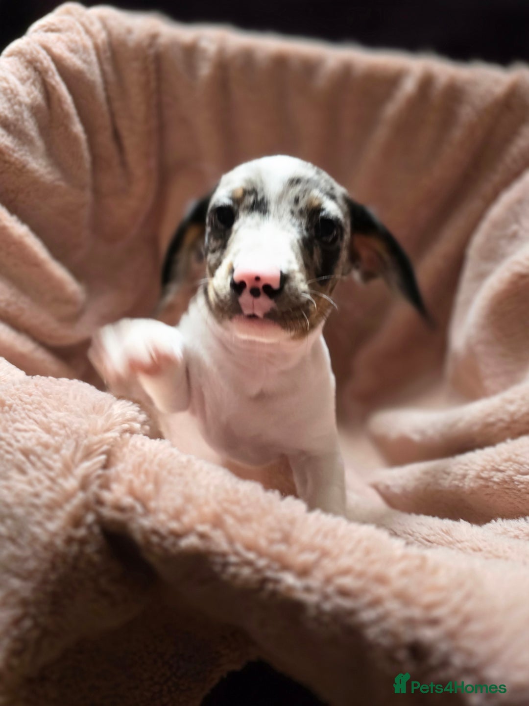 Dachshund dogs for sale: KC Registered Shorthaired dachshunds  - Image 14
