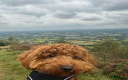 Toy Poodle dogs for sale: Miniature Toy Poodle – Meet Sprout! - Image 1