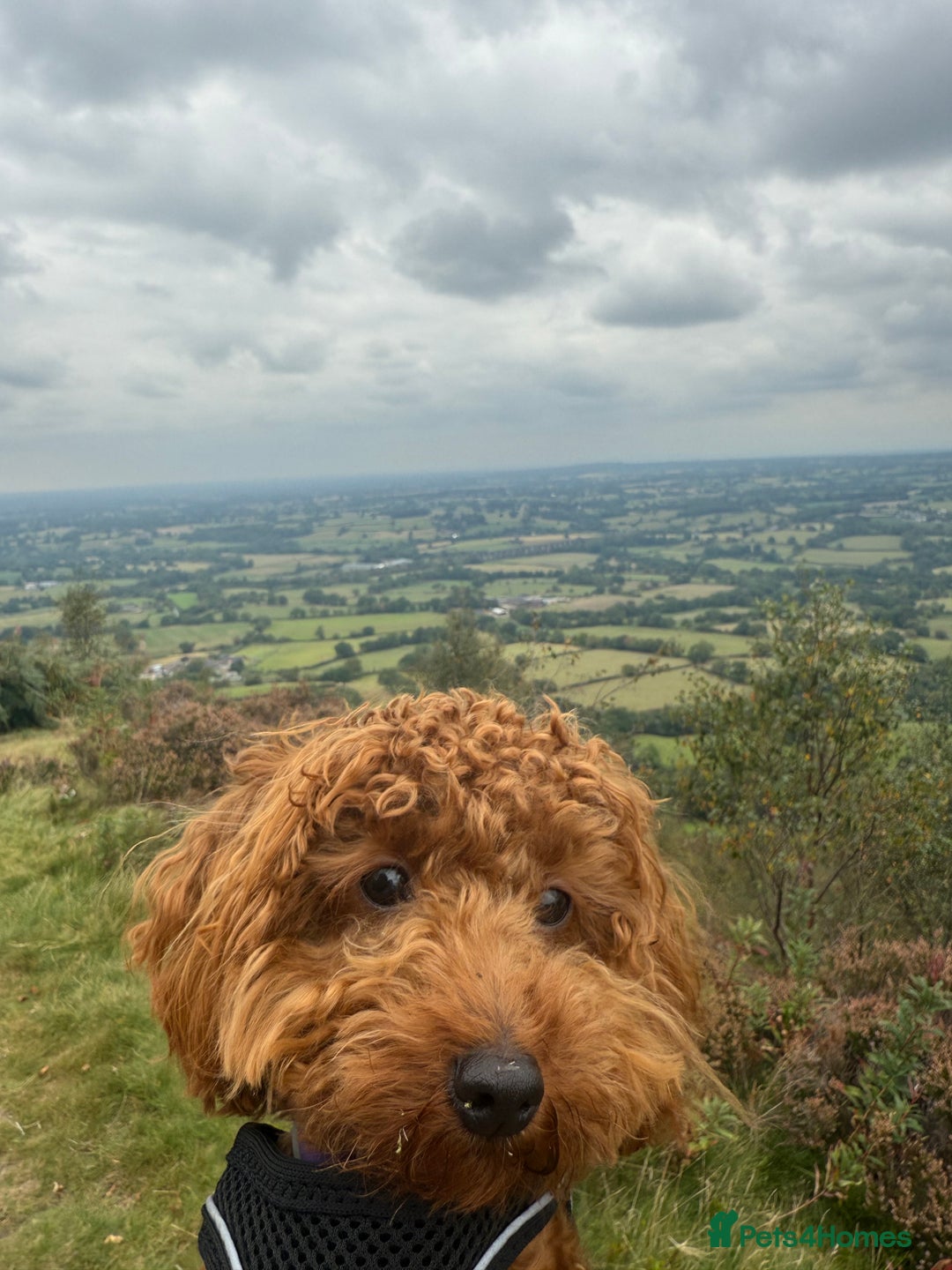 Toy Poodle dogs for sale: Miniature Toy Poodle – Meet Sprout! - Image 1
