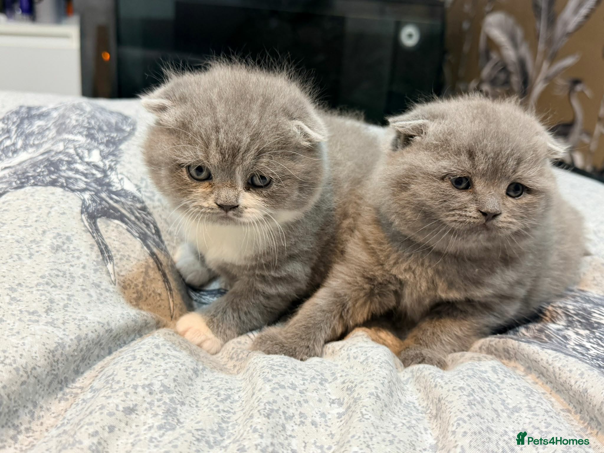 Scottish Fold cats for sale: Scottish folds - Advert 1