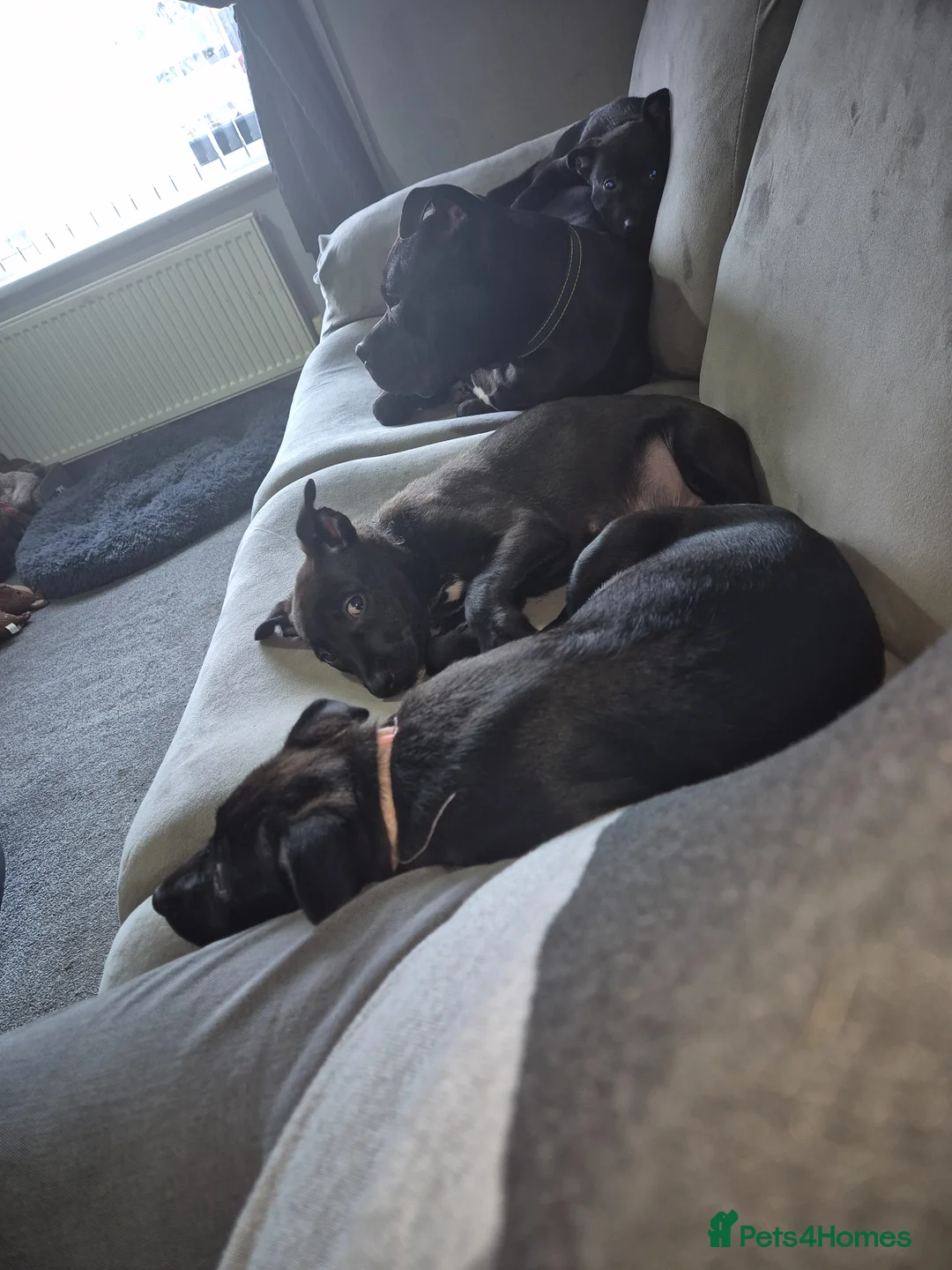 Mixed Breed dogs for sale: 6 Beautiful puppies for sale - Advert 2