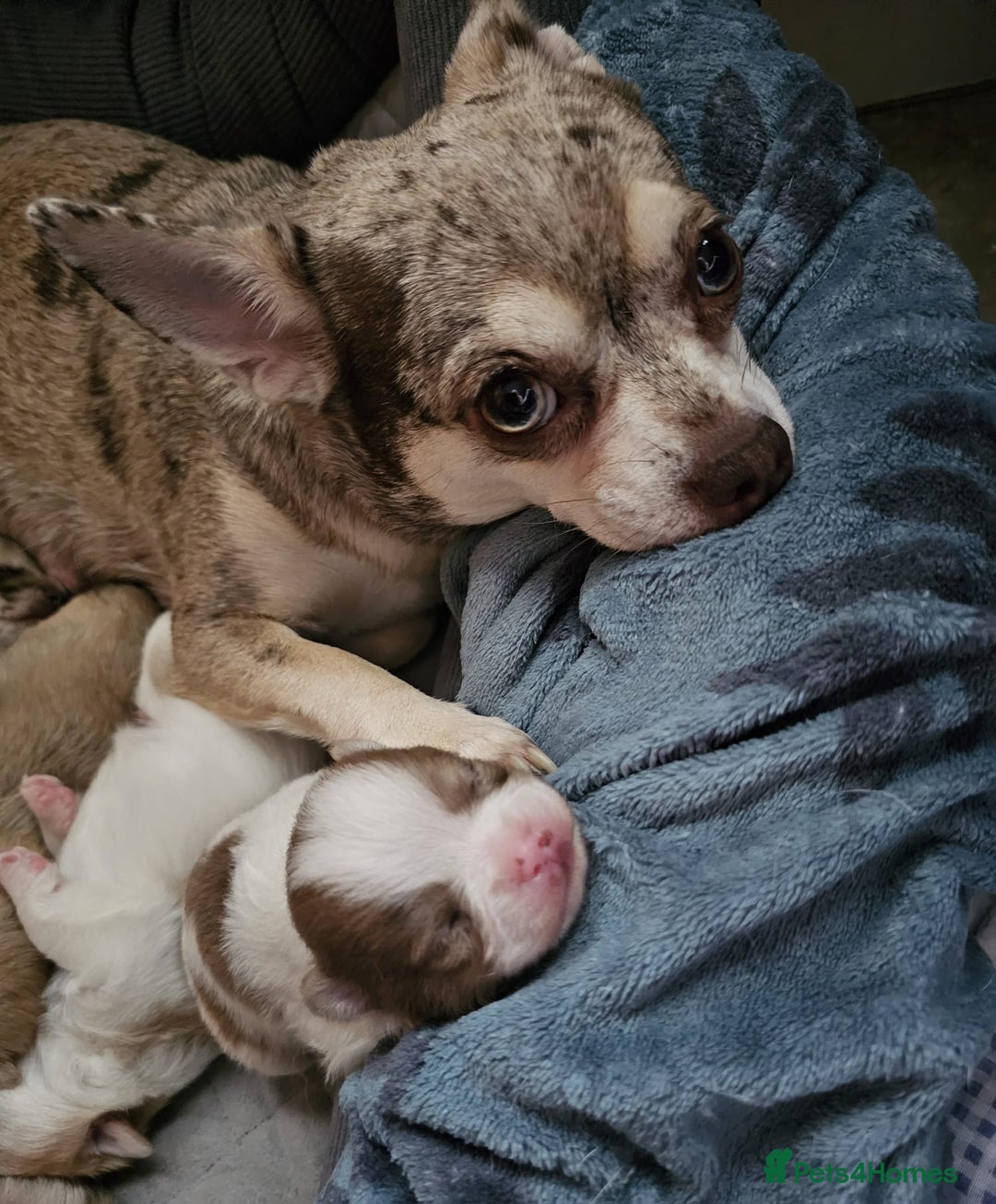 Pomchi dogs for sale: Stunning Pomchi’s - Advert 7