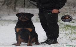 Rottweiler dogs for sale: Top KC Registered Rottweiler Puppies For Sale - Image 19