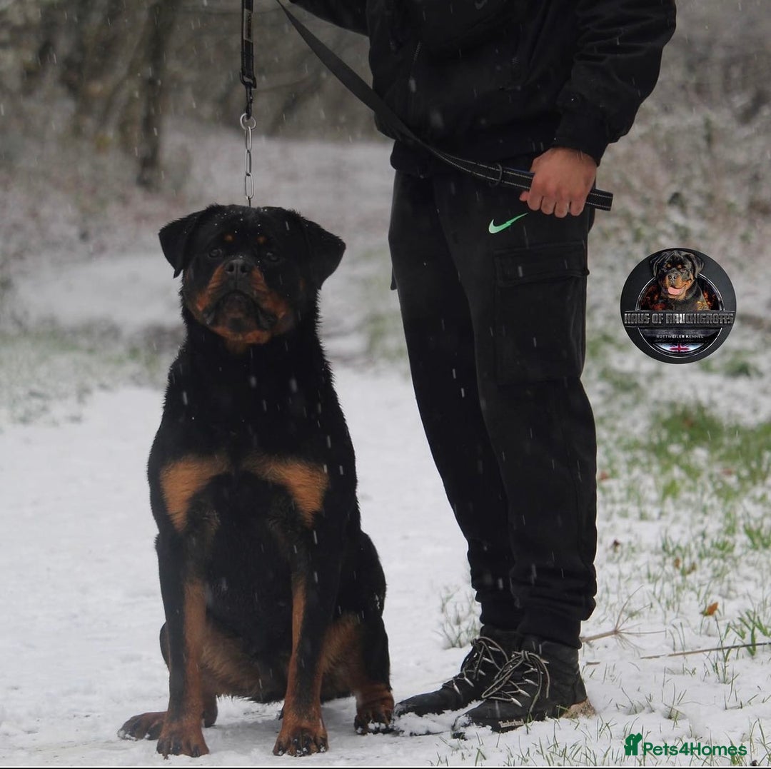 Rottweiler dogs for sale: Top KC Registered Rottweiler Puppies For Sale - Image 19