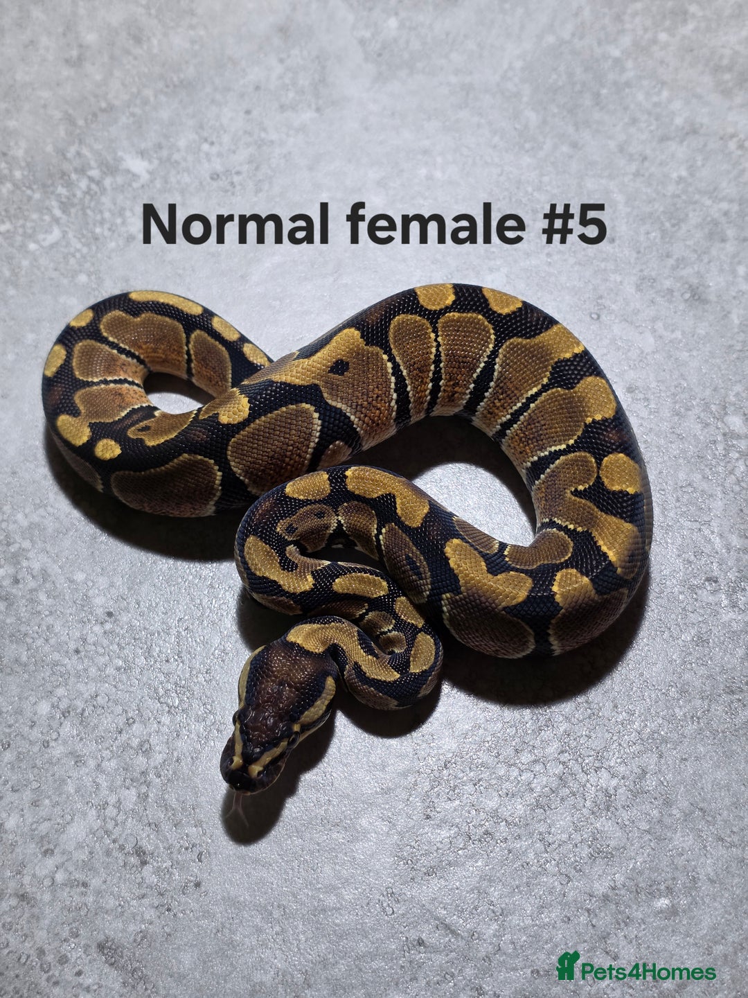 Python Snake reptiles for sale: Hatchling royal pythons  - Advert 16