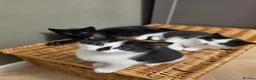 Mixed Breed cats for sale: Gorgeous kittens looking for forever homes - Advert 3