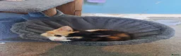 Mixed Breed cats for sale: Four beautiful kittens  in London - Advert 7