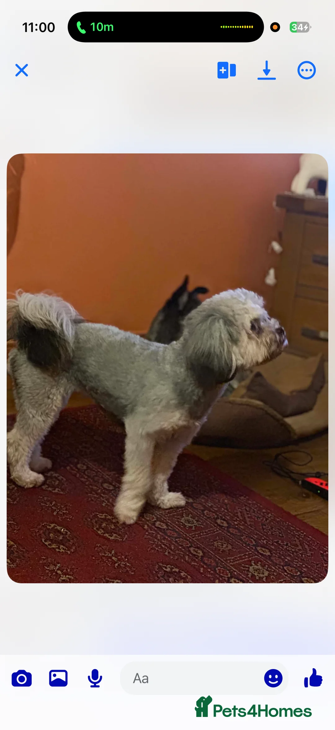 Mixed Breed dogs for sale: Beautiful fluffy shihpoochon’s available now in Nottingham - Advert 2