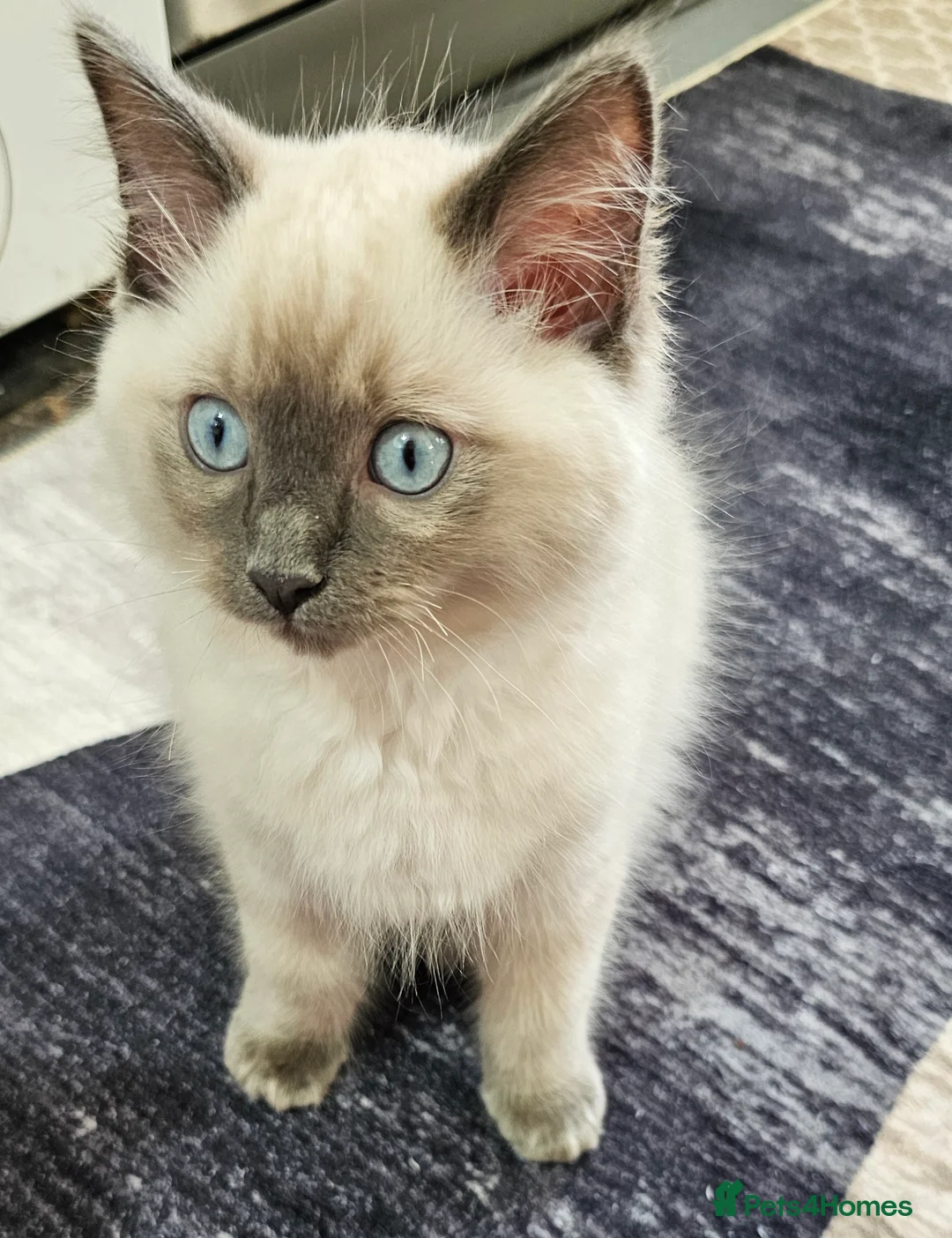 Ragdoll cats for sale: Glasgow Spring Burn  - Advert 2