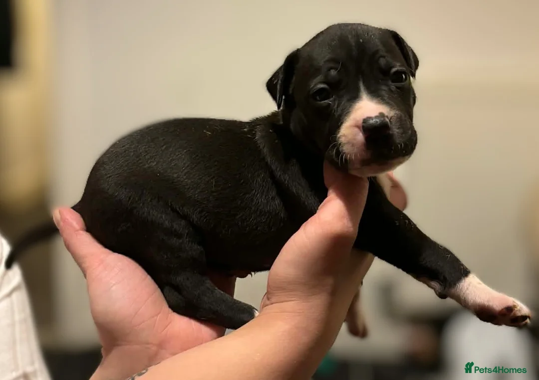 Mixed Breed dogs for sale: Bull cross staffy pups. LAST 2 GIRLS LEFT  - Advert 8