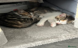 Mixed Breed cats for sale: FREE 2 female kittens  - Image 3