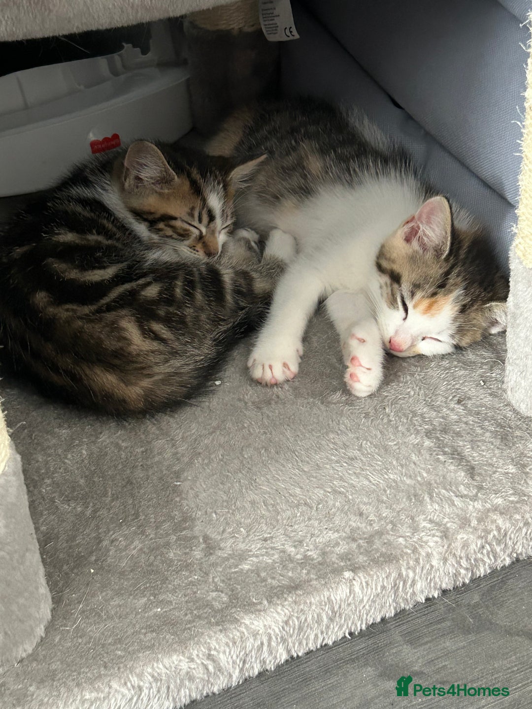 Mixed Breed cats for sale: FREE 2 female kittens  - Image 3