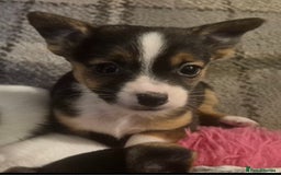 Mixed Breed dogs for sale: Miniature Jack Russell x Chihuahua Pups - Image 12