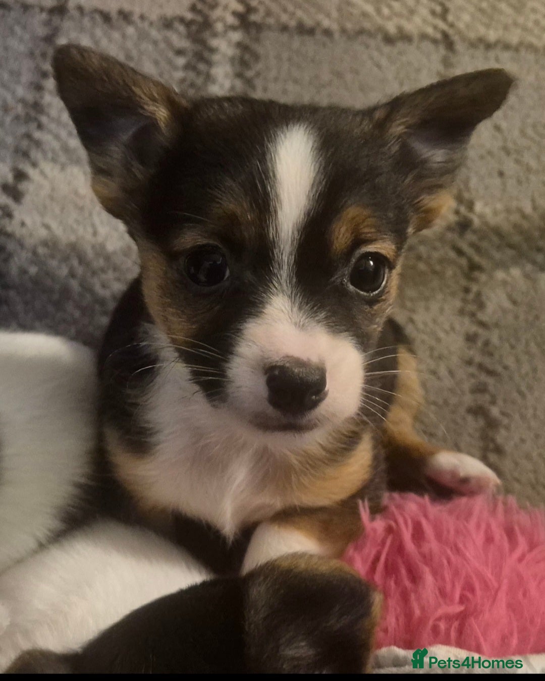 Mixed Breed dogs for sale: Miniature Jack Russell x Chihuahua Pups - Image 12
