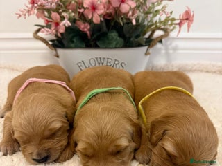 Golden Retriever dogs KC Dark Golden Retrievers 🧬 Health Tested Parents - Advert 2