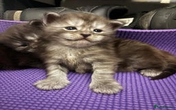 Maine Coon cats for sale: 🐾 Russian Maine Coon Kittens – TICA Registered 🐾 - Image 30