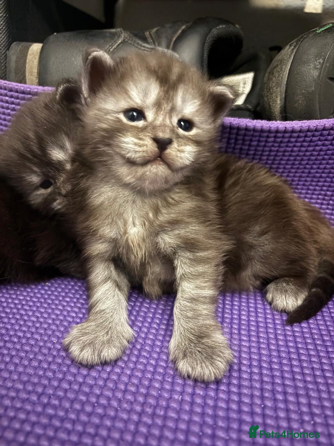 Maine Coon cats for sale: 🐾 Russian Maine Coon Kittens – TICA Registered 🐾 - Image 30