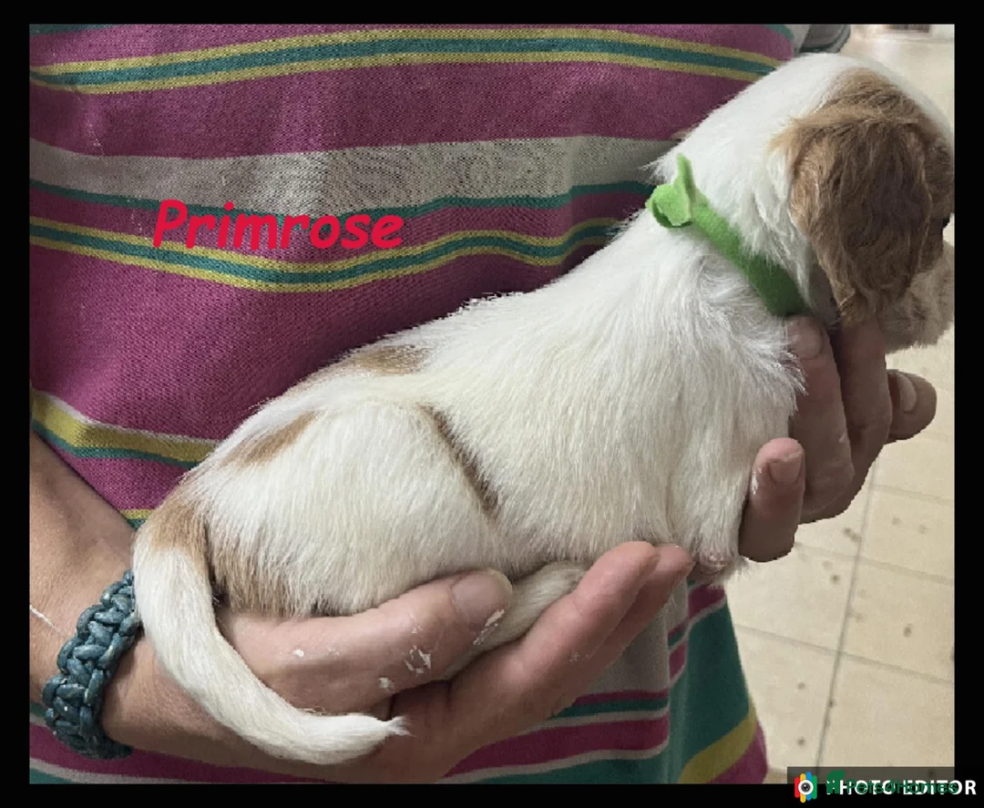 Cockalier dogs for sale: Beautiful Cockaliers - Advert 18