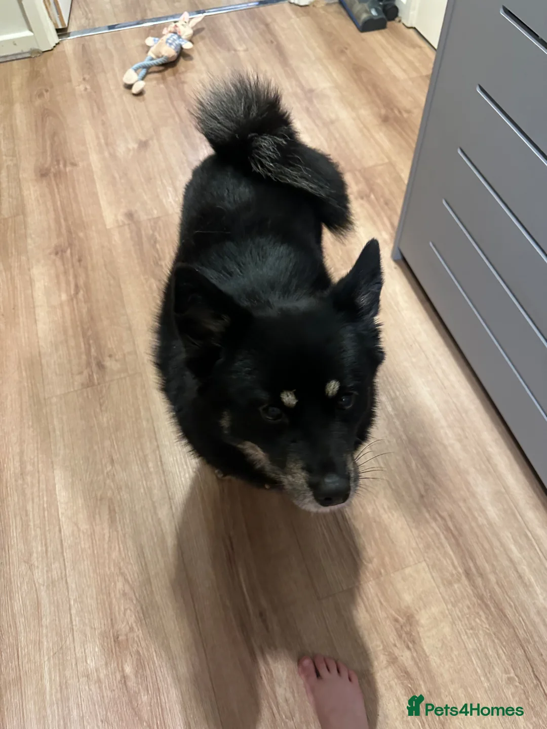 Pomsky dogs for sale: Coco the Pomsky deserves the perfect home in Colchester - Advert 3