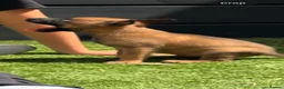 Belgian Shepherd Dog dogs for sale: Belgian Malinois Pup - Advert 5